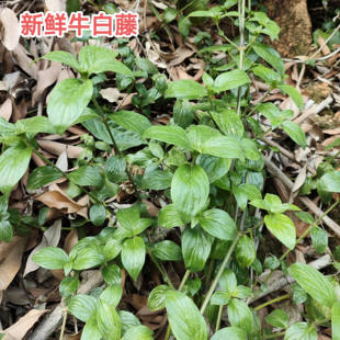 新鲜牛白藤 土加藤白藤 脓见消涂藤 头山甘草甜茶凉茶藤500克包邮