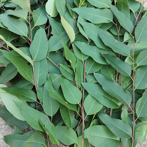 新鲜桉树叶中草药材 广东茂名桉树枝叶 现摘草药泡澡湿痒500g包邮