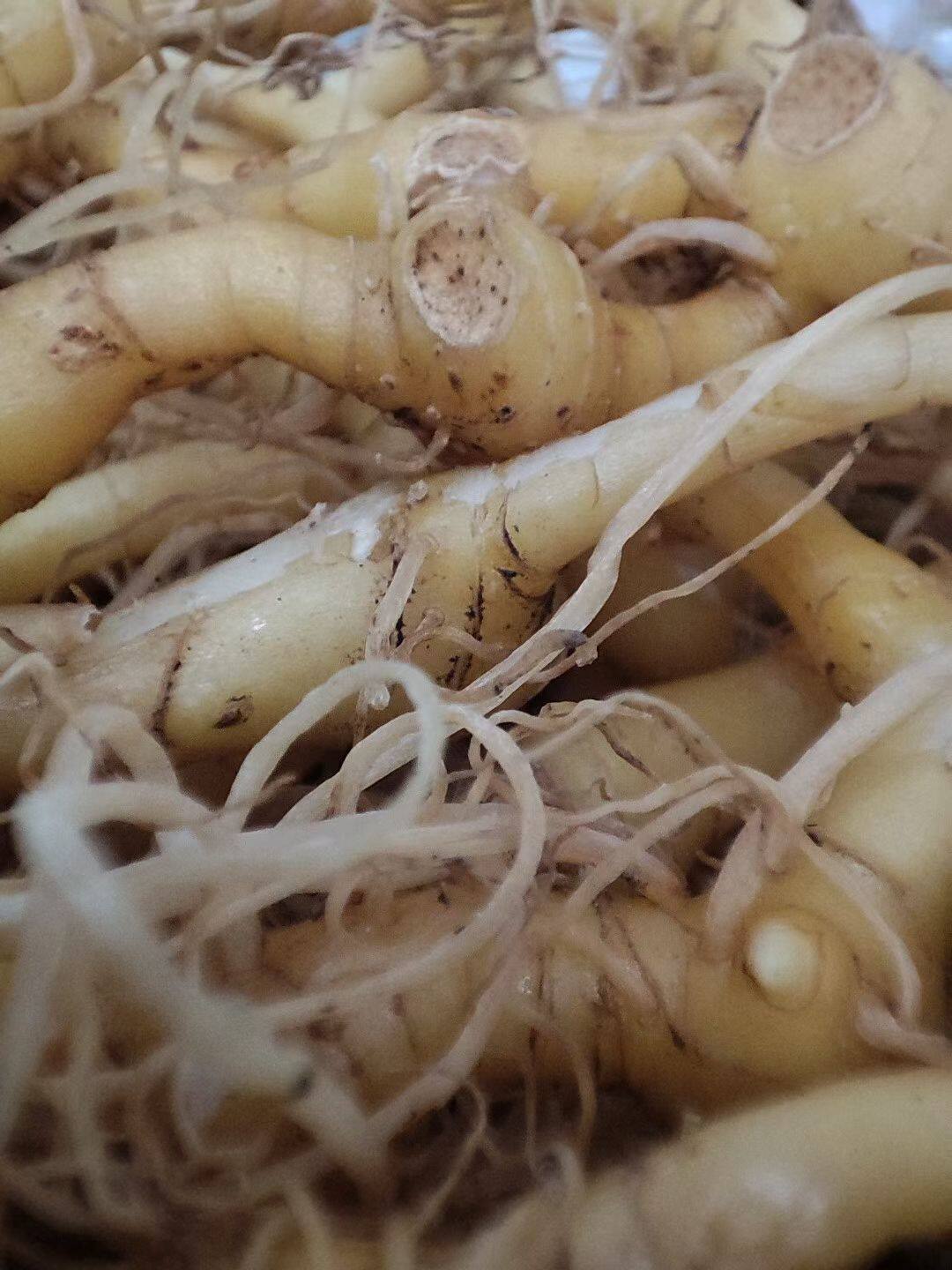 自采野生玉竹新鲜种植苗正宗甜黄精优质种芽种子块茎