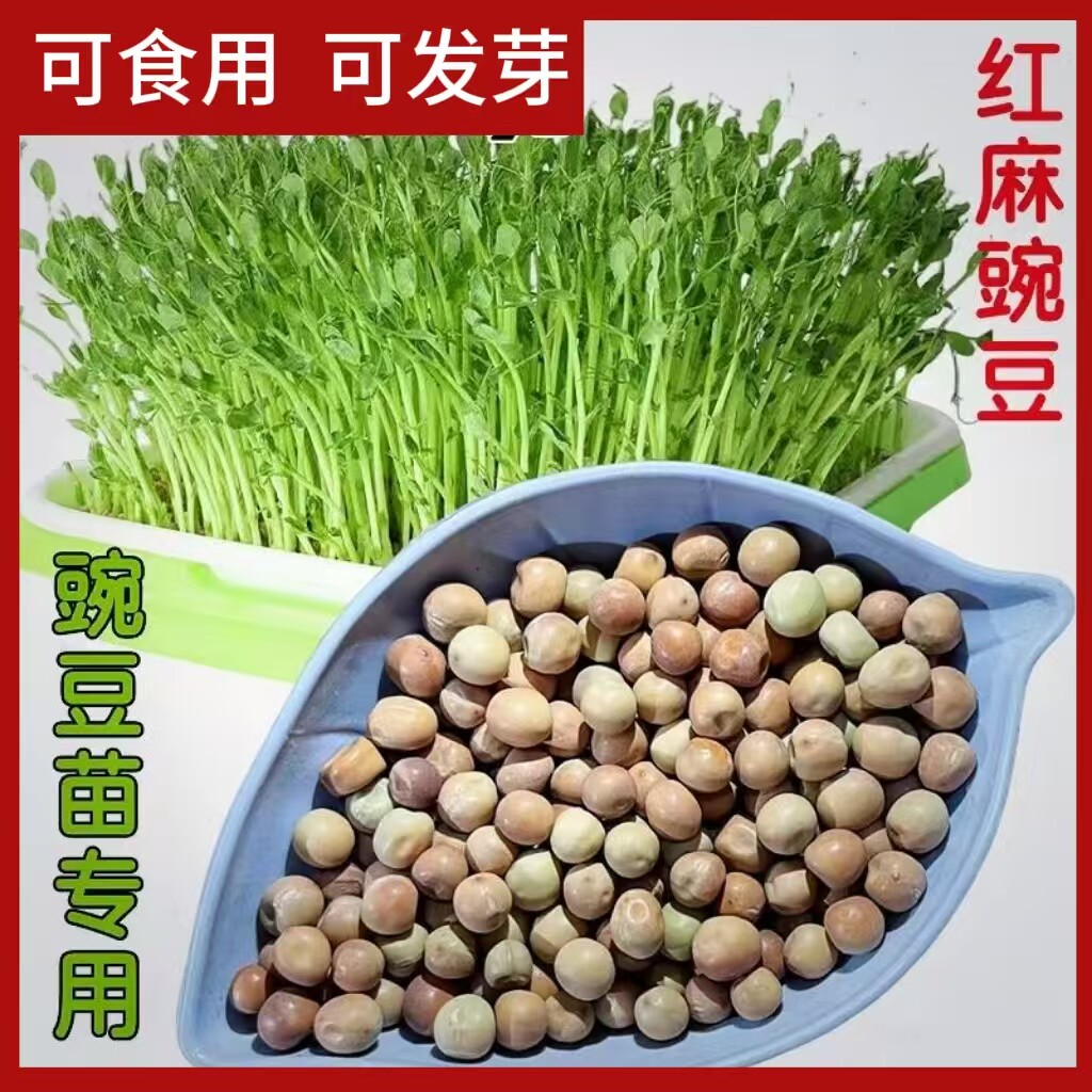 红麻豌豆豌豆尖发芽豌豆豌豆苗吃苗蔬菜发芽用豆