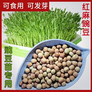 红麻豌豆豌豆尖发芽豌豆豌豆苗吃苗蔬菜发芽用豆