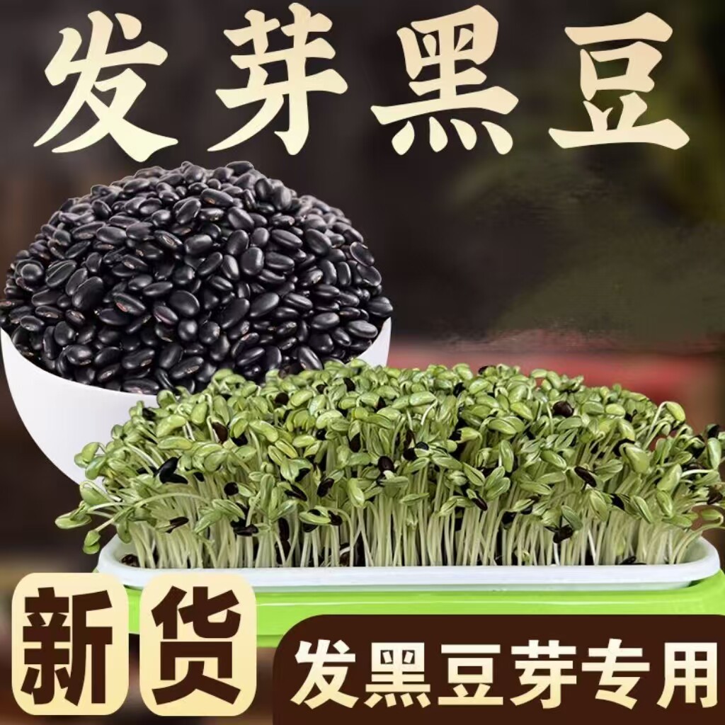 黑豆芽发芽黑豆黑豆苗黑豆发芽用豆发豆籽芽用豆豆芽菜