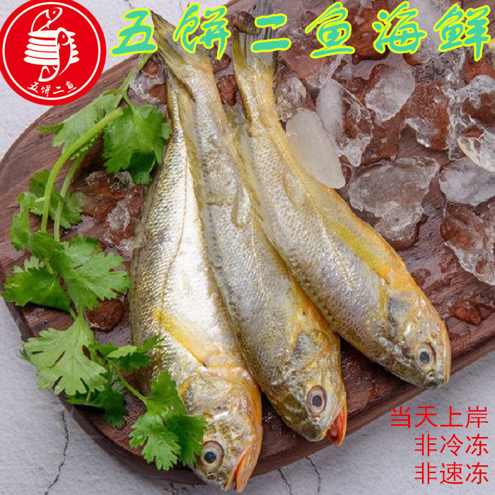 【五饼二鱼】台州温岭海鲜野生娇娇鱼小黄鱼黄花鱼带鱼一斤6-8条