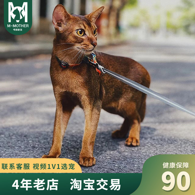 阿比西尼亚猫幼猫舍纯种血统不掉毛猫咪活物原始色蓝阿比幼崽活体