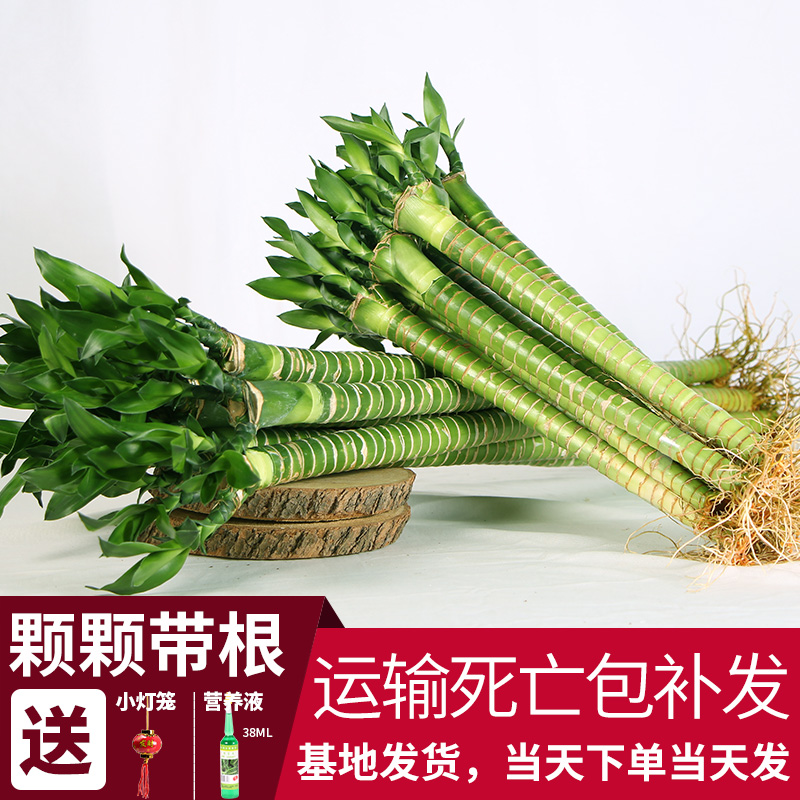 带根开运招财观音竹水培富贵竹