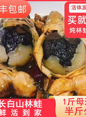 特产新鲜现捞鲜嫩多汁牛蛙