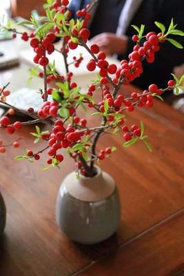 正宗北美冬青营养钵树苗 花红果盆景年宵花欧洲红果花新品种盆栽