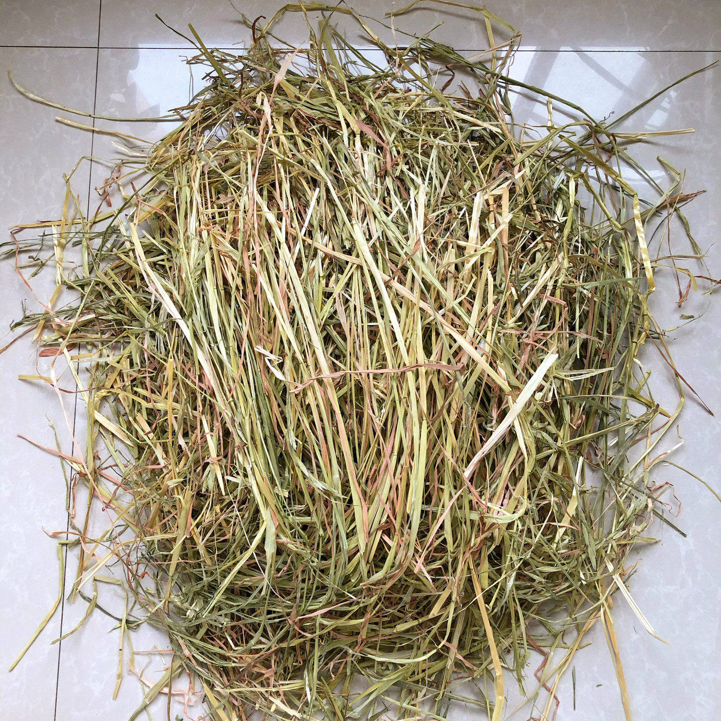 迷宠舍 澳洲燕麦黄金澳麦可代替提摩西有麦穗黑点有枯草筛过500g