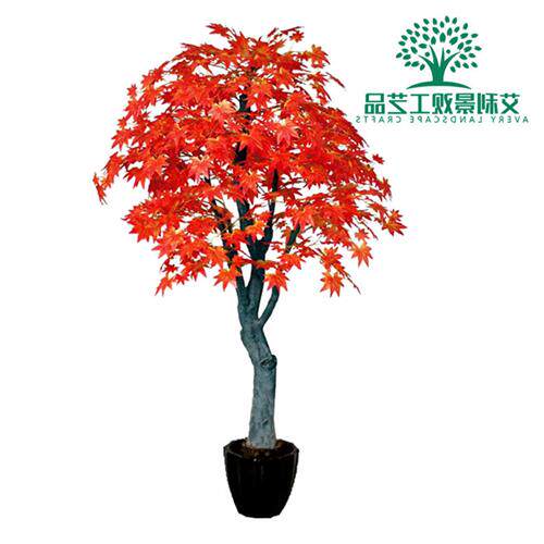 红枫树植物大型枫叶树造型树酒店商场景观树假树红枫树图片