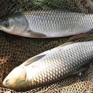 新鲜活鱼现杀湖北鄂州百湖之市鲜活草鱼500克草鲩鱼草根真空包装