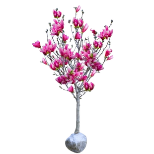 玉兰树苗正宗嫁接娇红一号紫玉兰白玉兰黄鸟玉兰庭院别墅地栽种植