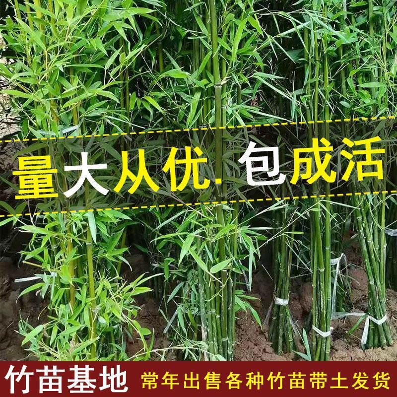 青竹紫竹金镶玉竹黄金竹室外庭院