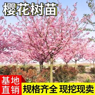 正宗日本晚樱早樱染井吉野樱花树苗南北方别墅庭院绿化樱花苗植物