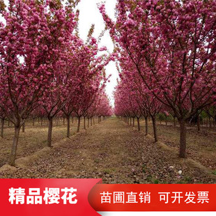 正宗日本晚樱早樱染井吉野樱花树苗南北方别墅庭院绿化樱花苗植物