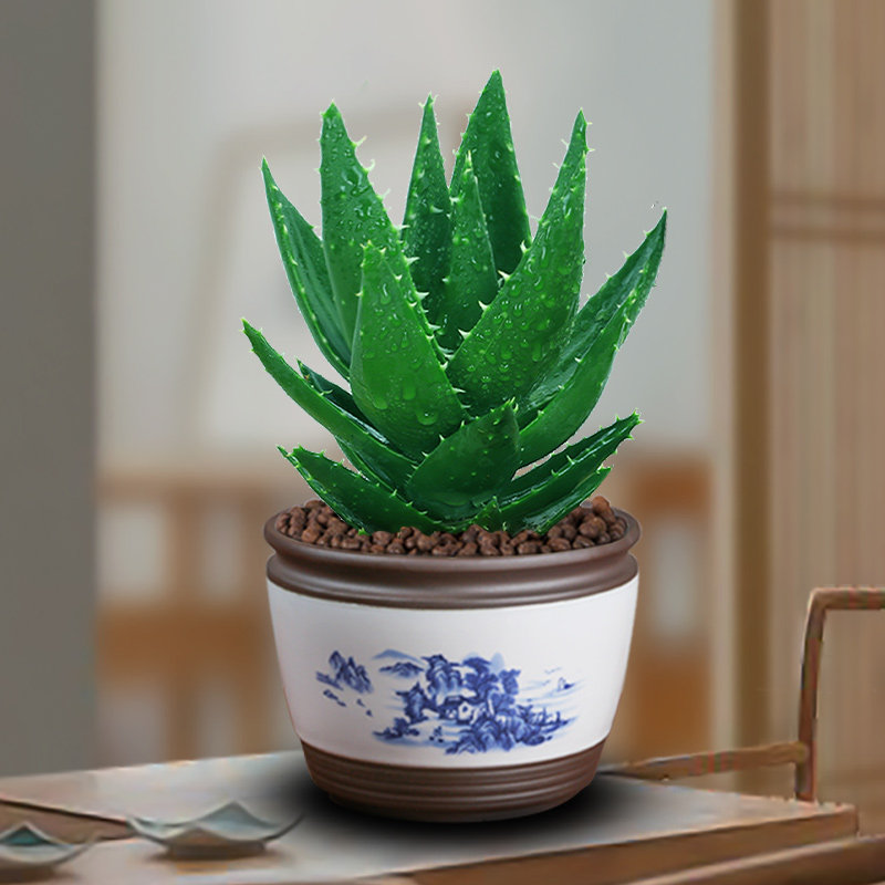 芦荟盆栽多肉植物室内仙人掌不夜城大颗办公桌面绿植好养净化空气