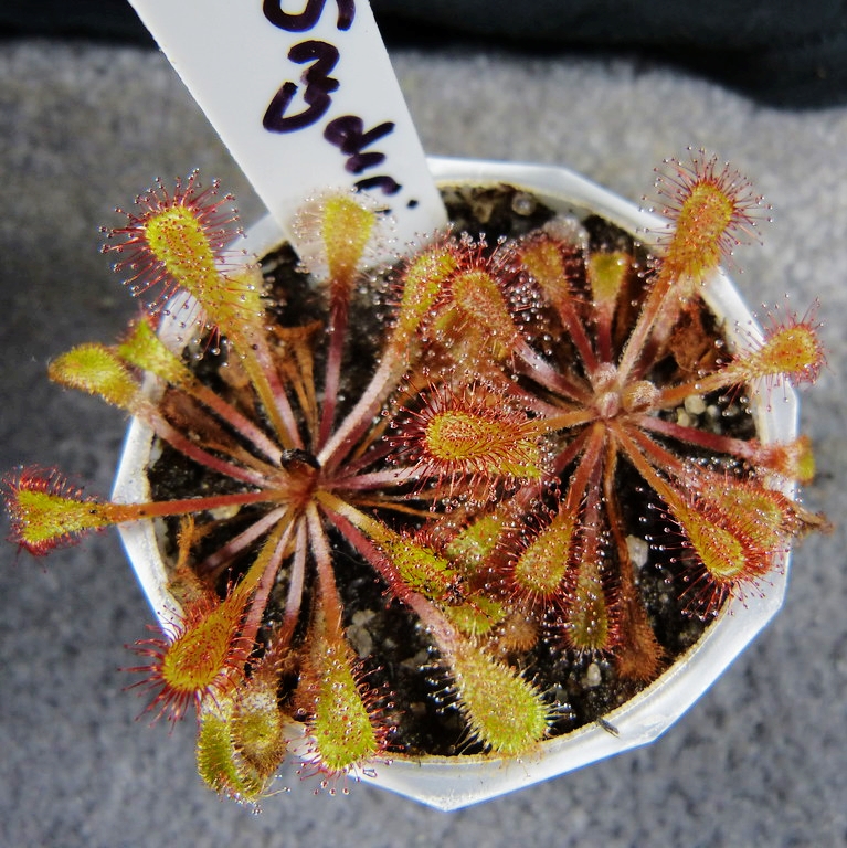 斯奈德瑞茅膏菜Drosera x snyderi食虫植物捕蚊草捕虫草捕蝇草