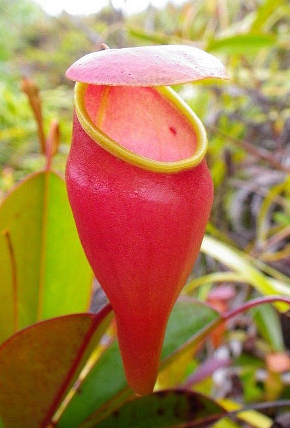 泊伯威尔猪笼草食虫植物漂亮可爱的笼子稀有原种pervillei