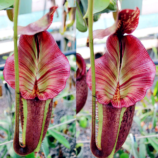 六甲博世维奇x劳氏维奇博世x大猪惊奇猪笼草RBVxLVBxMM梦幻交种