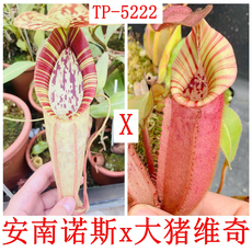 насекомоядное растение