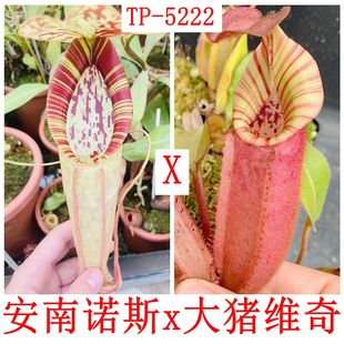 安南诺斯x大猪维奇猪笼草andam x north x max x veitchii TP5223