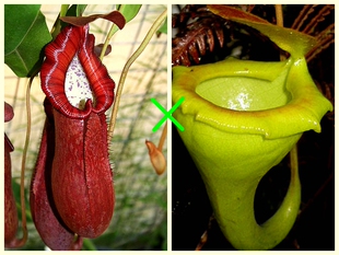 有柄x杏黄猪笼草食虫植物漂亮可爱的笼子稀有petiolata x flava