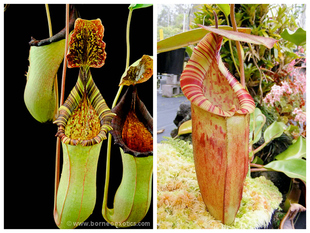 （维奇交劳氏）交（斑豹交爱德华）猪笼草VLBE(veitchii x lowii)