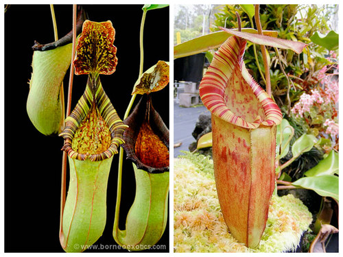 维奇劳氏斑豹爱德华猪笼草