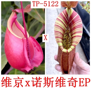 维京x诺斯维奇EP猪笼草viking x (northiana x veitchii)TP5122