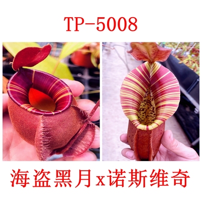 食虫植物海盗黑月亮交诺斯维奇猪笼草低地可爱漂亮种子苗TP5008