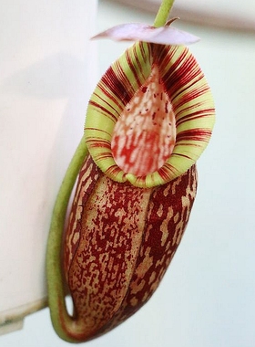 显目x细猪猪笼草食虫植物漂亮可爱笼子稀有spectabilis x tenuis