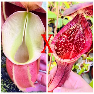 维奇x劳氏x风铃猪笼草种子苗veitchii x lowii x Campanulata