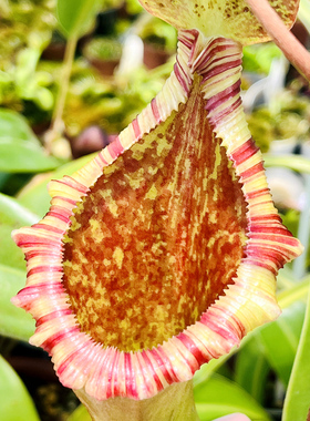 劳氏x红葫芦猪笼草Lowii x ventricosa LV食虫植物盆栽包邮黑精灵