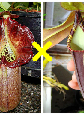 黑宝特交显目猪笼草食虫植物漂亮稀有robcantleyi x spectabilis