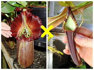 黑宝特交显目猪笼草食虫植物漂亮稀有robcantleyi x spectabilis