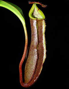 岔刺x黑宝特猪笼草食虫植物大笼子稀有ramispina x robcantleyi