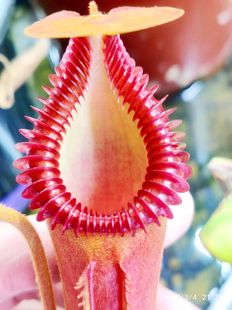 12.23直播六周二食虫草拖拖店捕蝇草猪笼草茅膏菜瓶子草