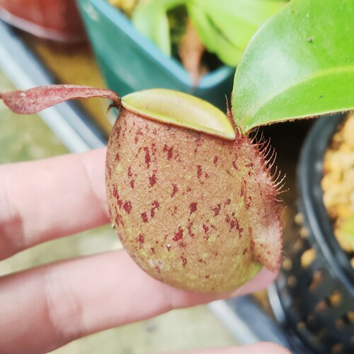 红斑苹果食虫植物食人花小盆栽