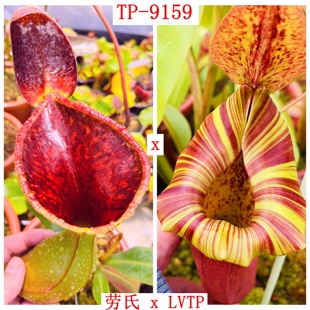 劳氏xLVTP猪笼草种子苗lowii x LVTP TP9159