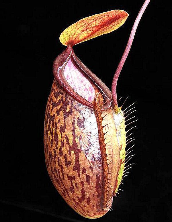 钩唇交巧克力交细猪猪笼草(hamata x glabrata) x tenuis可爱笼子