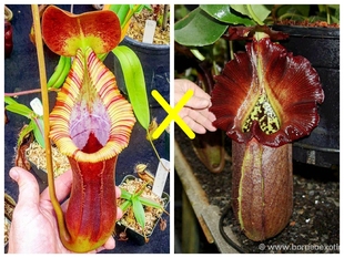 梦幻交种 Robcantleyi 特鲁司马迪交黑宝特猪笼草Trusmadiensis