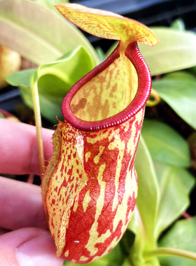 食虫植物 盖亚猪笼草（印度x（葫芦x 大猪）Nepenthes Gaya