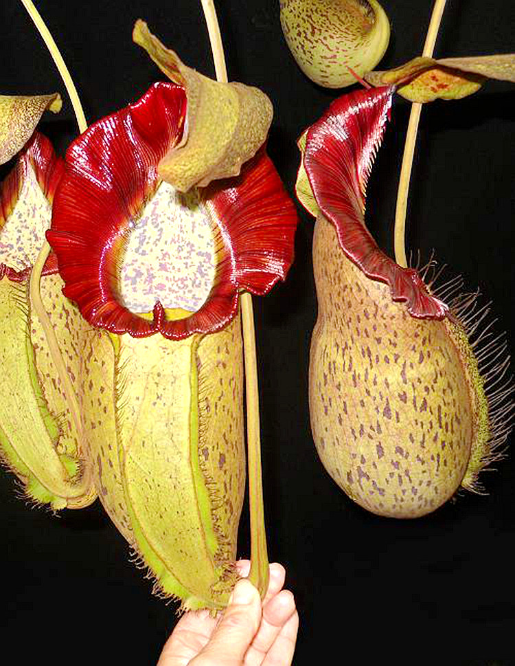 匙叶交显目猪笼草食虫植物漂亮可爱笼子spathulata x spectabilis