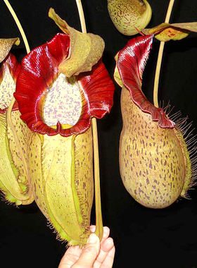 匙叶交显目猪笼草食虫植物漂亮可爱笼子spathulata x spectabilis