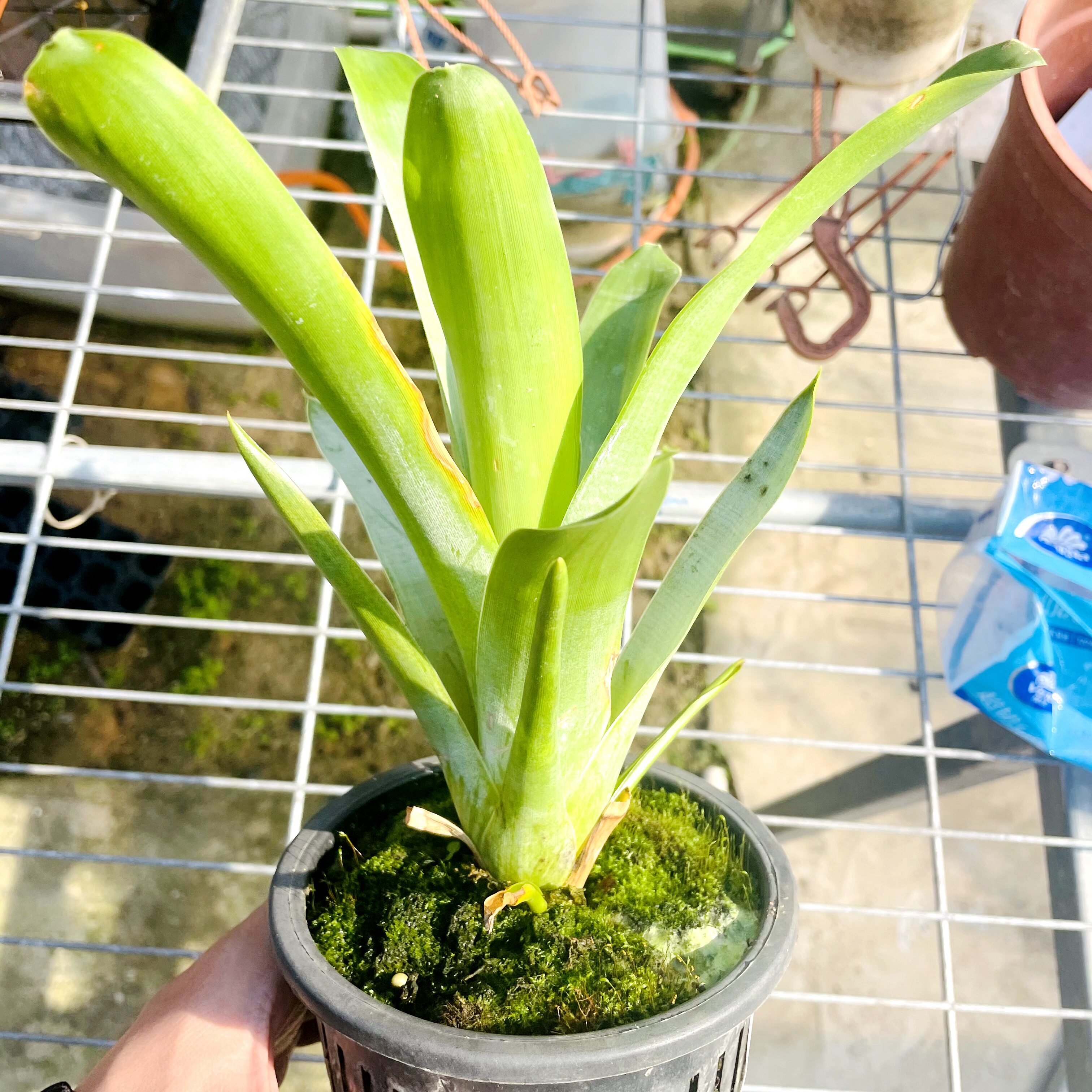小布洛食虫凤梨积水植物雨林缸水陆造景室内微Brocchinia reducta