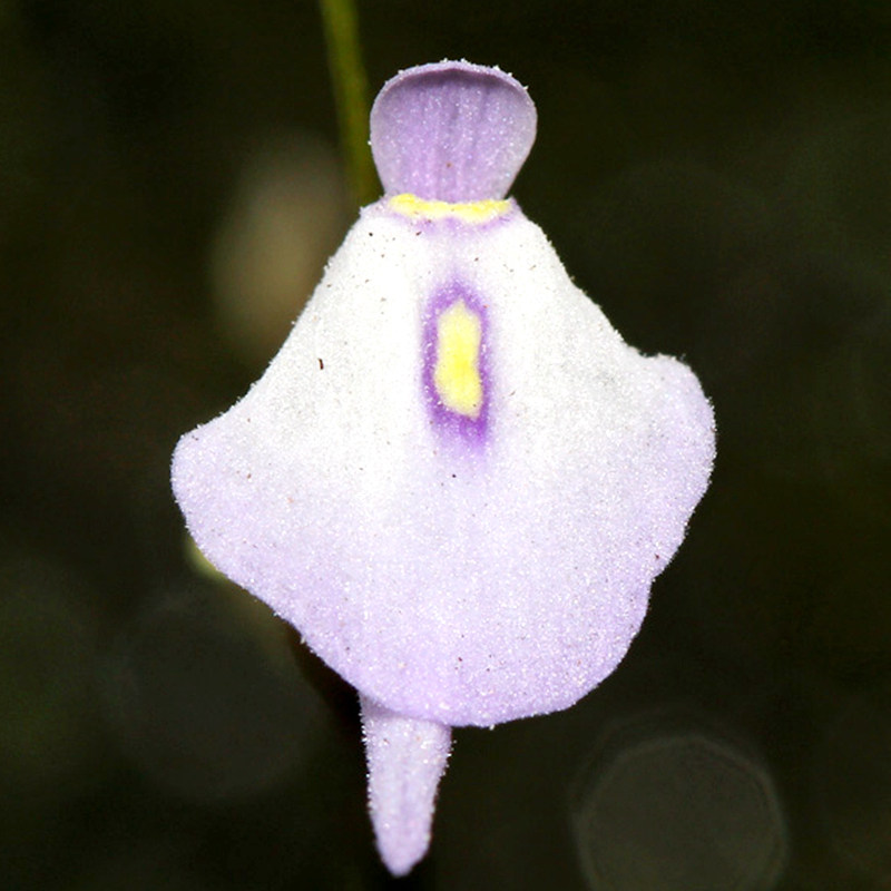 食虫植物纤毛狸藻室内水培草苔藓盆栽微景观陆缸造景pubescens
