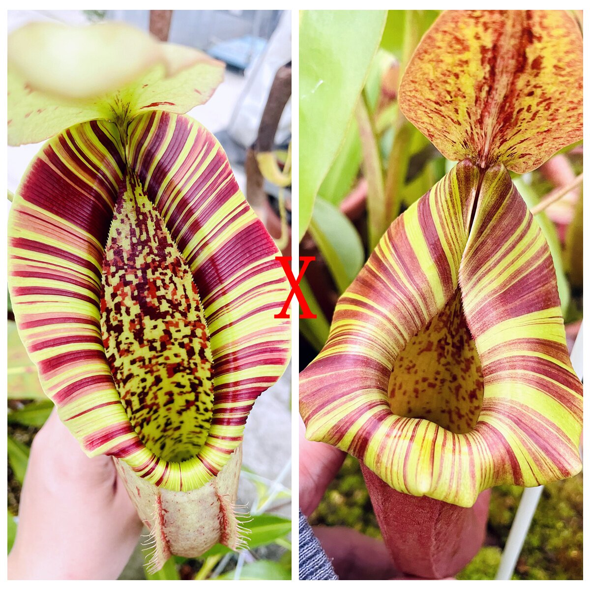 诺斯交劳氏维奇大猪维奇圣杯猪笼草种子苗northiana x LvtpTP9158
