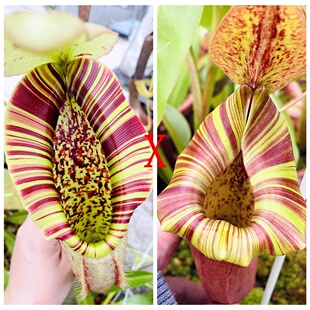 诺斯交劳氏维奇大猪维奇圣杯猪笼草种子苗northiana x LvtpTP9158