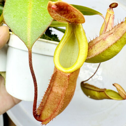 安南诺斯x劳氏风铃种子猪笼草andam x north x lowii camp TP5220