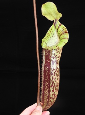 显目交圣杯猪笼草食虫植物可爱漂亮笼子spectabilis x platychila