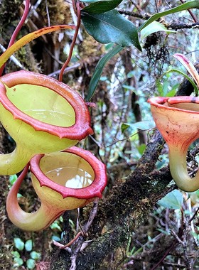 7.12周二食虫草拖拖直播茅膏菜